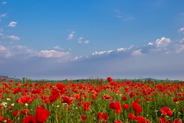 Foto op Plexiglas Field poppies bloom © retbool