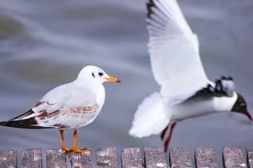 Gulls on a pier