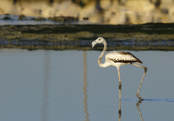 Greater Flamingo