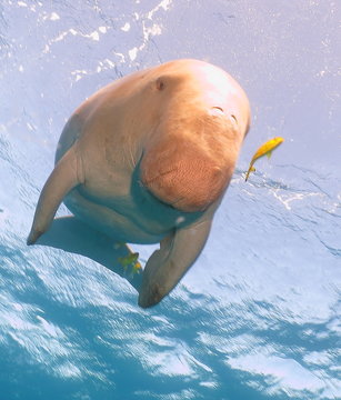 Dugong