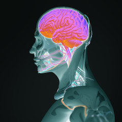 Human anatomy 3D futuristic technology scan. Head profile and brain side section. Vibrant colors. Biological information. Sci-fi.