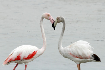 Greater Flamingos