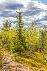 Obraz premium Wanderweg im Pyhä-Luosto National Park 3