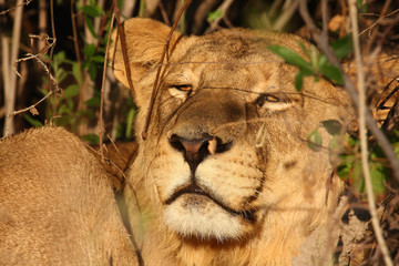 Lions in Okavango Delta