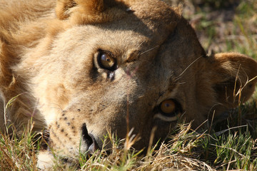 Lions in Okavango Delta