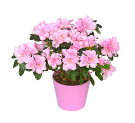 Azalée japonaise en pot