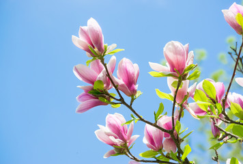 Magnolia flowers on blue sky background
