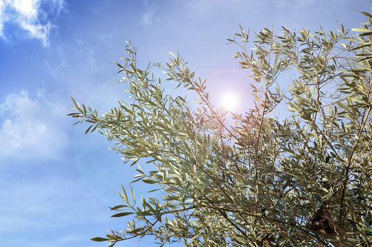 Olive tree and spring blue sky