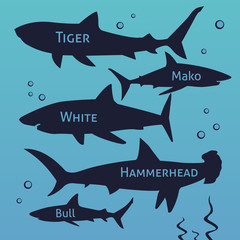 Shark vector silhouettes set. Sea fish, animal swimming, fauna illustration.  - obrazy, fototapety, plakaty
