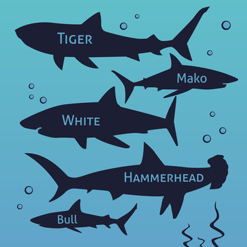Shark vector silhouettes set. Sea fish, animal swimming, fauna illustration. 