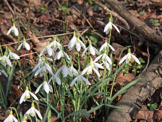 Schneeglöckchen, Galanthus, Snowdrops