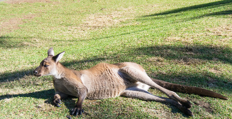 Kangaroo.