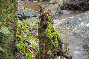 Torrenti del sottobosco