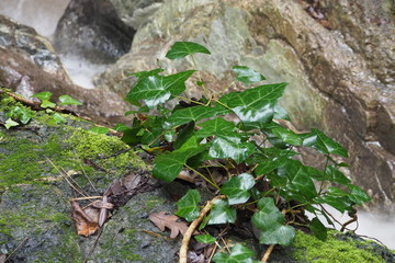 Torrenti del sottobosco