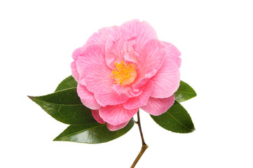 Magenta Camellia flower