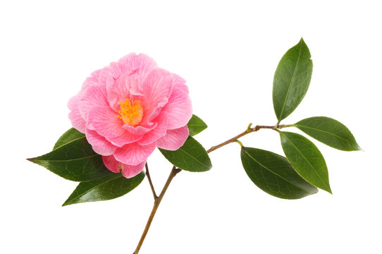 Camellia flower and leaves
