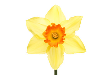 Orange centered Daffodil