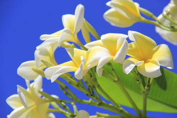 Obraz premium flowers