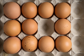 fresh egg on paper tray