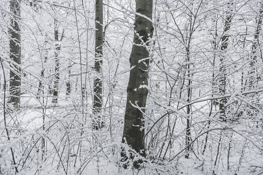 Landschaft Winterwald