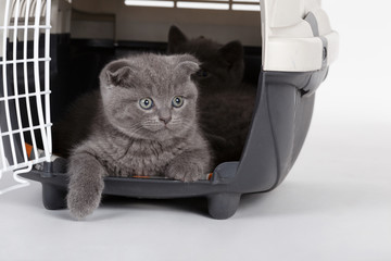 gray kittens in carrying case