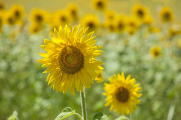 Close-up of sunflower blooming on field 