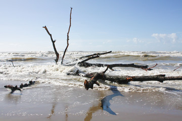 Driftwood tree