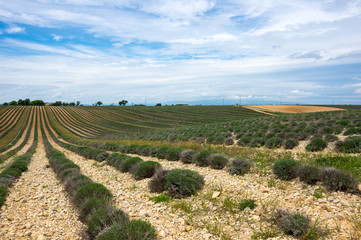Fields of Provence