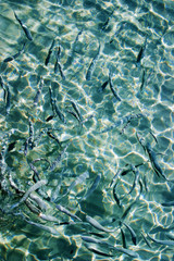 Beautiful clear  water  reflecting in the sun and  fishes