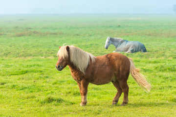 Naklejka na ściany i meble chestnut stallion grazing on green grass