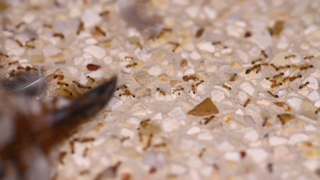 Ants eat a dead spotted dove (Spilopelia chinensis)
