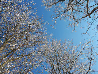 Snow trees against the blue sky in Eifel Germany