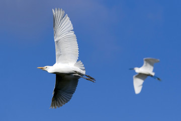 Cattle Egret in flight