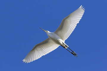 Obraz premium Cattle Egret in flight