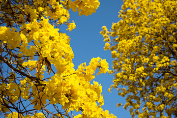 yellow flower tree