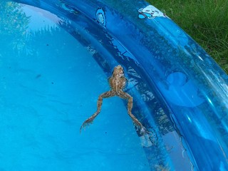Frosch im Pool