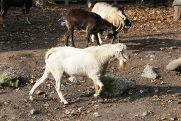 Naklejka na ściany i meble Goats on farm