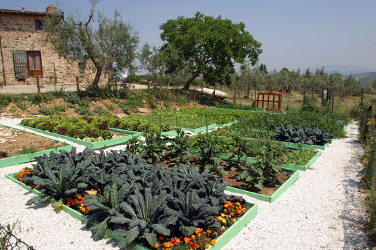Toscana,un orto ben coltivato.