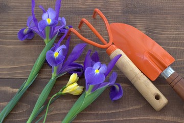 Spring flowers and garden tools. 