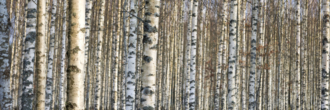 trunks of birch trees