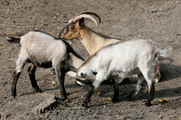 Naklejka na ściany i meble cute young goats playing on animal farm