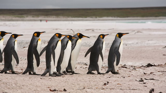 King & Gentoo penguin colony at Volunteer Point, Falkland Islands
