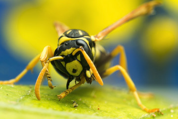 Wasp close-up