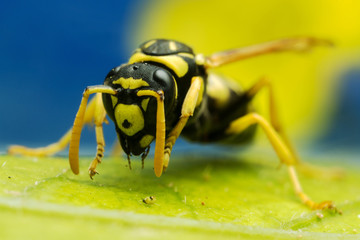 Wasp close-up