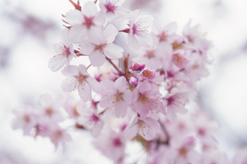 Light Sakura bloom close up with soft focus