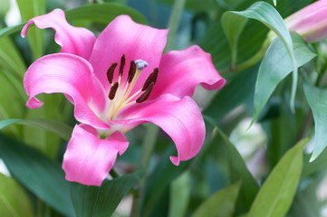 Beautiful pink lily among green leaves