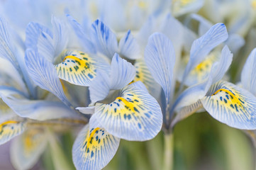 Bunch of blue mini irises