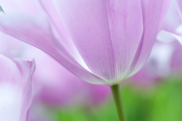 Light purple tulip close up