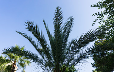palm tree