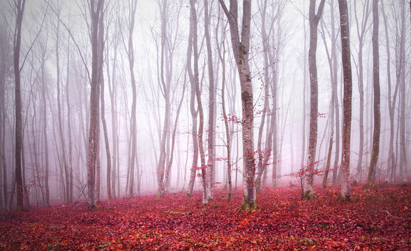 Fototapeta Red colored foggy light in beautiful magic forest landscape.